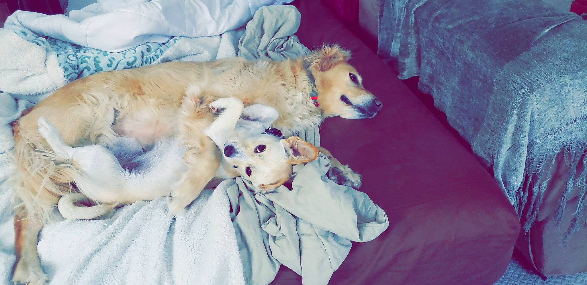 Bailey joined the competition — help win amazing prizes! bed, borzoi, canidae, carnivore, companion_dog, dog, dog_breed, fox_terrier, lurcher, puppy, silken_windhound, whippet