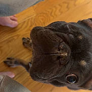 Billie Jean joined the competition — help win amazing prizes! dog, black_dog, close_up, curious, wooden_floor, pet, animal, indoor, flooring, bare_feet, looking_up, snout, whiskers, canine, fur, companion, domestic_animal, brown_floor, household, friendly