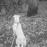Sky joined the competition — help win amazing prizes! black_and_white, canidae, fawn, forest, monochrome, monochrome_photography, photograph, photography, stock_photography, tail, tree, white, woodland