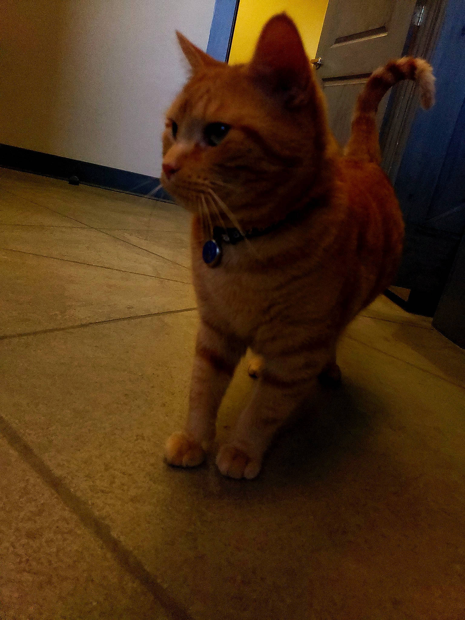 Rome joined the competition — help win amazing prizes! asian, carnivore, cat, domestic_short_haired_cat, european_shorthair, eye, fawn, felidae, kitten, mammal, munchkin, nose, ojos_azules, paw, small_to_medium_sized_cats, snapshot, snout, tabby_cat, tail, whiskers