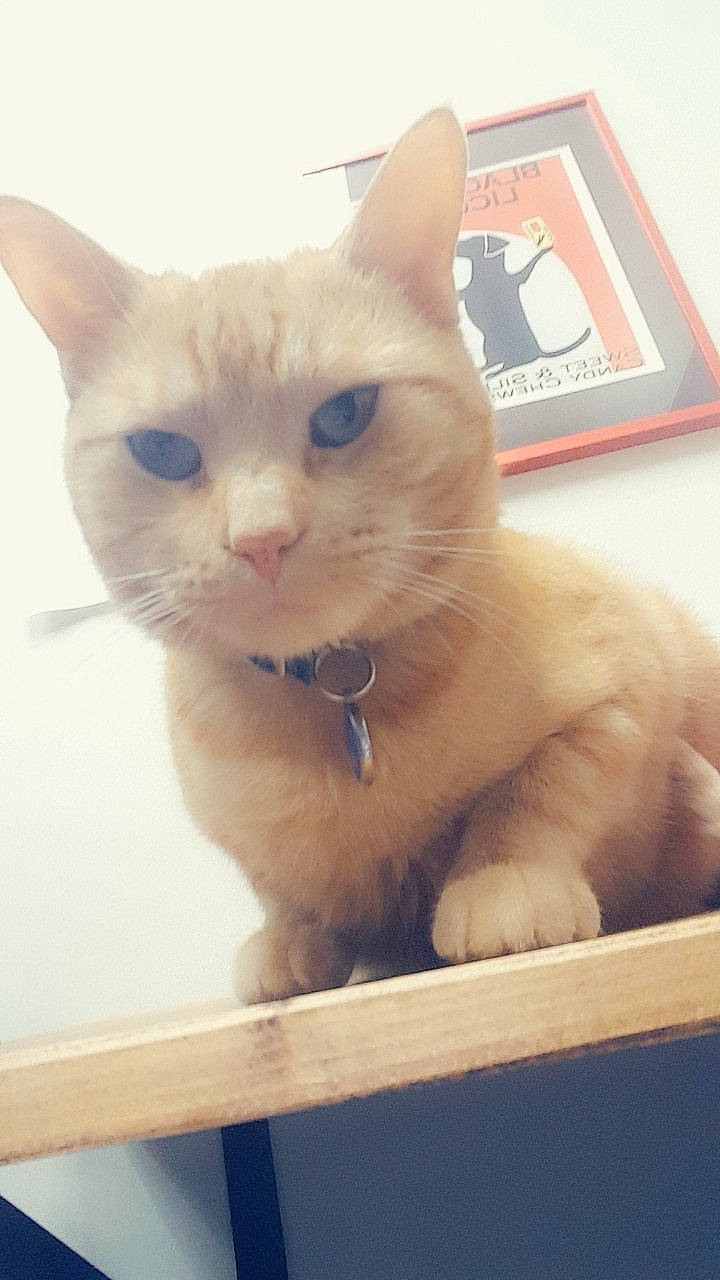 Rome is registered to the contest to win money with this photo: asian, burmilla, carnivore, cat, colorpoint_shorthair, domestic_short_haired_cat, eye, fawn, felidae, javanese, khao_manee, kitten, mammal, nose, ojos_azules, small_to_medium_sized_cats, turkish_angora, turkish_van, vertebrate, whiskers