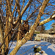 Heia participe au concours pour gagner de l'argent avec cette photo : animal, bus, cat, grove, land, nature, oak, outdoors, person, pet, plant, snow, sycamore, transportation, tree, treetrunk, vegetation, vehicle, wood, woodland