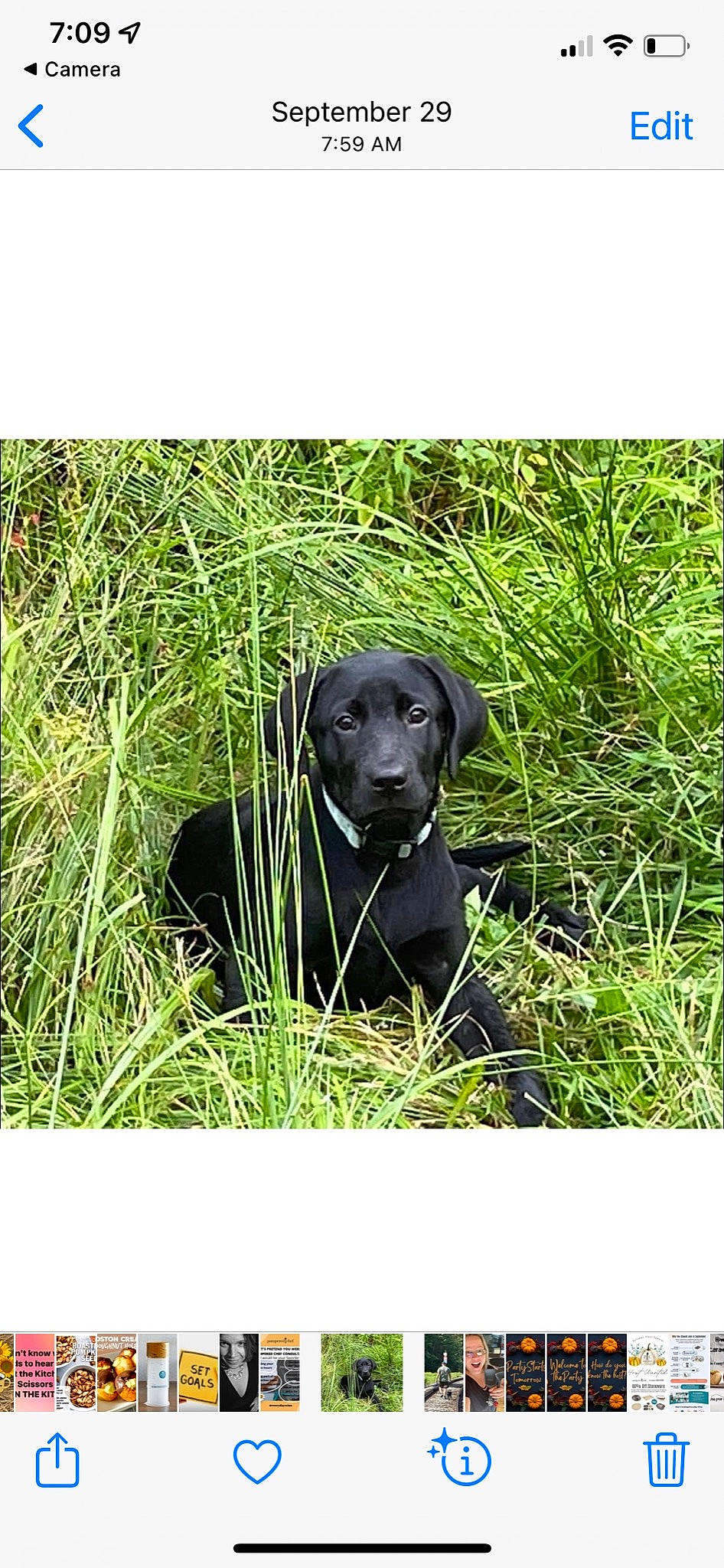 Rider joined the competition — help win amazing prizes! borador, carnivore, companion_dog, dog, dog_breed, fur, grass, grassland, groundcover, gun_dog, liver, plant, rectangle, sitting, snout, sporting_group, terrestrial_animal, working_animal