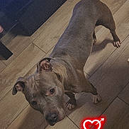 Louna participe au concours pour gagner de l'argent avec cette photo : dog, indoor, wooden_floor, pet, canine, brown_dog, looking_up, flooring, heart_overlay, digital_overlay, animal, companion, curious, ears, tail, four_legs, home, shadow, light, cute