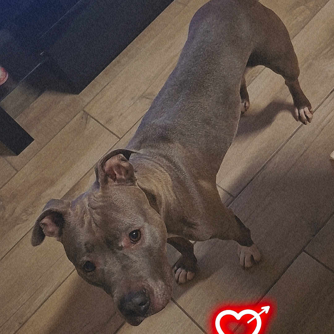 Louna participe au concours pour gagner de l'argent avec cette photo : animal, brown_dog, canine, companion, curious, cute, digital_overlay, dog, ears, flooring, four_legs, heart_overlay, home, indoor, light, looking_up, pet, shadow, tail, wooden_floor