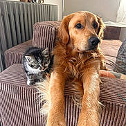 Tommy a rejoint le concours — aidez-le/la à gagner de superbes lots ! dog, golden_retriever, puppy, kitten, cat, pets, animal_portrait, sitting, lying_down, front_paws, fluffy, golden_fur, tabby, black_and_white, indoor, living_room, armchair, cushion, radiator, cozy