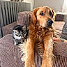 dog, golden_retriever, puppy, kitten, cat, pets, animal_portrait, sitting, lying_down, front_paws, fluffy, golden_fur, tabby, black_and_white, indoor, living_room, armchair, cushion, radiator, cozy