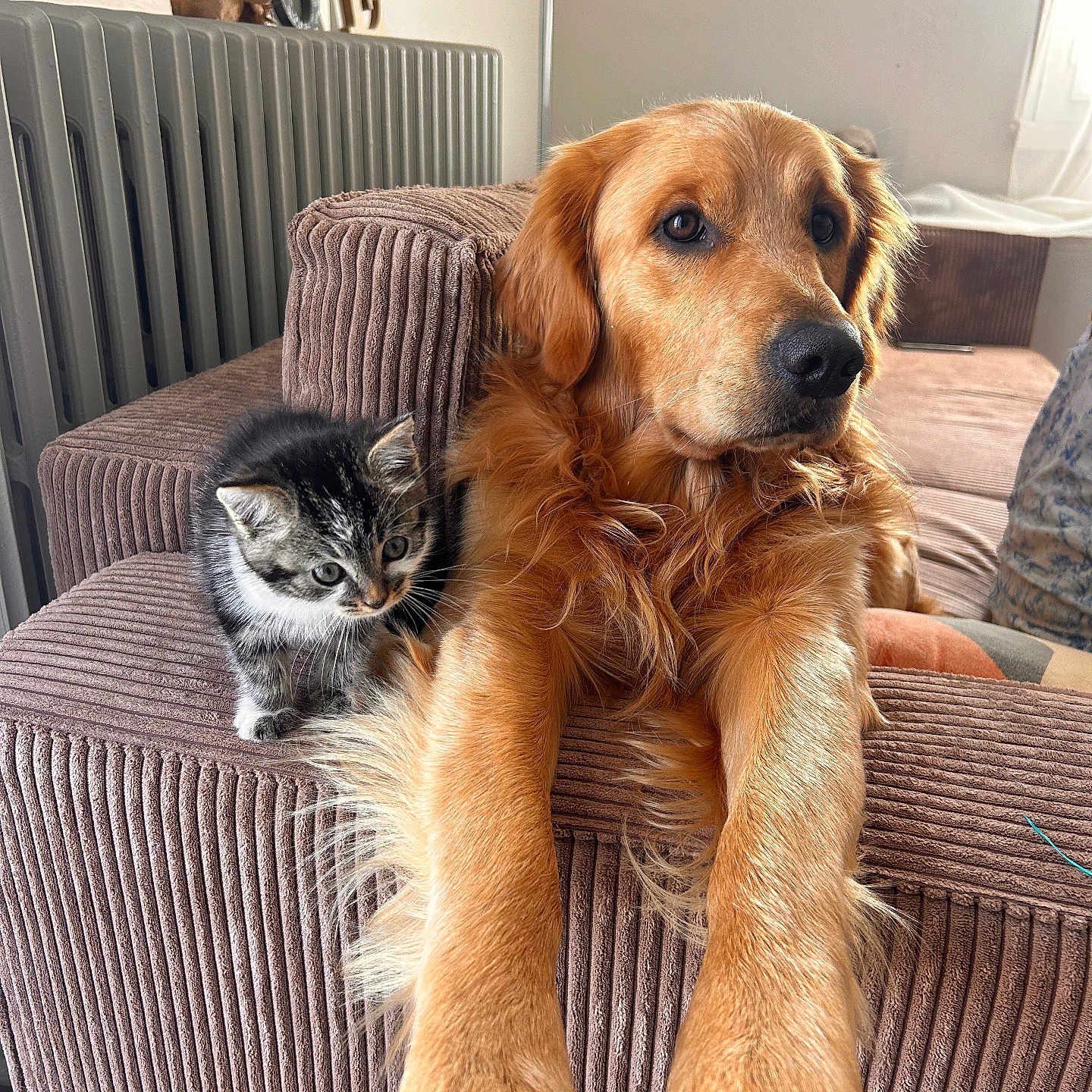 Tommy a rejoint le concours — aidez-le/la à gagner de superbes lots ! dog, golden_retriever, puppy, kitten, cat, pets, animal_portrait, sitting, lying_down, front_paws, fluffy, golden_fur, tabby, black_and_white, indoor, living_room, armchair, cushion, radiator, cozy