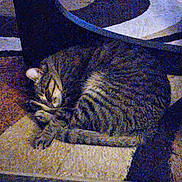 Miss Kit is registered to the contest to win money with this photo: cat, tabby, sleeping, furniture, indoor, cozy, animal, pet, resting, striped, paw, whiskers, quiet, home, domestic, cute, mammal, fur, relaxing, sleep