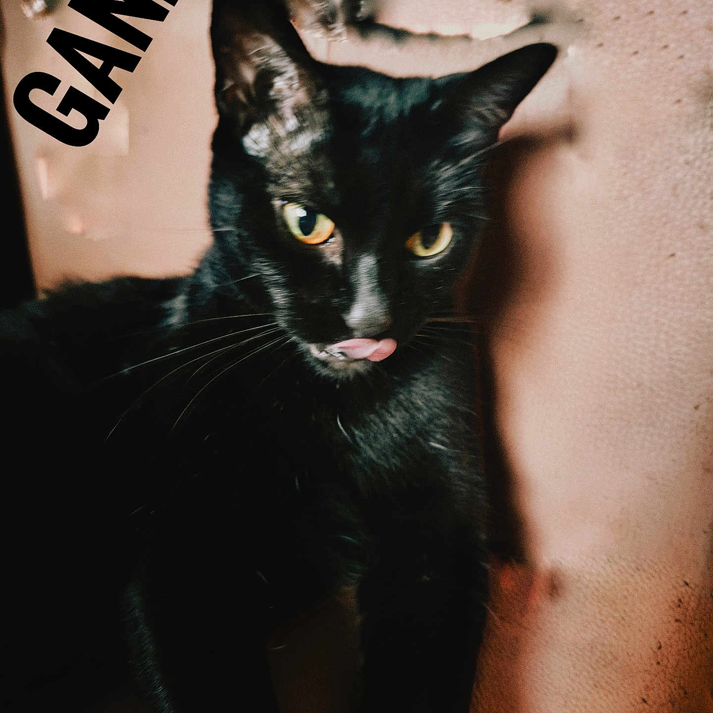 Ganja