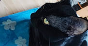 Ganja participe au concours pour gagner de l'argent avec cette photo : cat, black_cat, close_up, golden_eye, animal, pet, feline, whiskers, fur, pointed_ears, nose, eye, blue_blanket, floral_pattern, indoor, portrait, dramatic_lighting, dark_fur, resting, mysterious