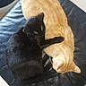 Ganja a rejoint le concours — aidez-le/la à gagner de superbes lots ! cats, black_cat, orange_cat, felines, sleeping, cuddling, cozy, indoor, chair, leather, furniture, pet, animals, relaxed, resting, curled_up, whiskers, ears, black_fur, orange_fur