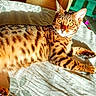 Tao participe au concours pour gagner de l'argent avec cette photo : cat, bengal_cat, pet, feline, animal, spotted, striped, lying_down, relaxed, sunlight, bed, bedroom, indoor, home, portrait, closeup, green_eyes, pointed_ears, fur, play_area