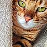 Tao participe au concours pour gagner de l'argent avec cette photo : cat, tabby_cat, striped_fur, green_eyes, animal, pet, feline, close_up, portrait, face, whiskers, pink_nose, paws, cozy, blanket, fabric, indoors, cute, staring, brown_fur