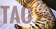 Tao a rejoint le concours — aidez-le/la à gagner de superbes lots ! cat, tabby, spotted_cat, sleeping, curled_up, paw, whiskers, ears, fur, striped_fur, spotted_fur, tail, cushion, chair, outdoor, rattan, patio, relaxed, nap, text_overlay