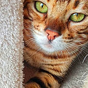Tao a rejoint le concours — aidez-le/la à gagner de superbes lots ! cat, tabby_cat, feline, pet, animal, green_eyes, striped_fur, orange_fur, brown_fur, close_up, portrait, whiskers, nose, paws, cozy, blanket, fabric, indoors, hiding, cute