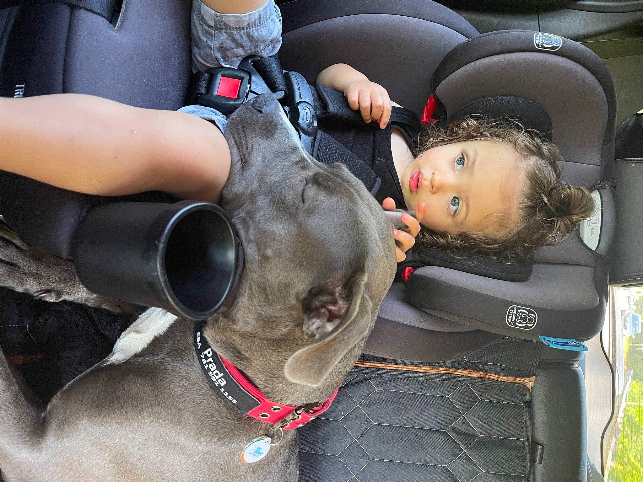 Jasiah joined the competition — help win amazing prizes! audio_equipment, auto_part, automotive_design, automotive_exterior, automotive_wheel_system, car, car_seat, car_seat_cover, carnivore, collar, dog, family_car, gesture, luxury_vehicle, motor_vehicle, person, personal_luxury_car, steering_wheel, vehicle, vehicle_door
