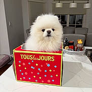 Winter joined the competition — help win amazing prizes! dog, pomeranian, fluffy, white, box, red_box, text_on_box, indoor, kitchen, countertop, pet, animal, cute, small_dog, fur, face, looking_at_camera, domestic, household, table