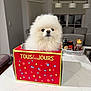 dog, pomeranian, fluffy, white, box, red_box, text_on_box, indoor, kitchen, countertop, pet, animal, cute, small_dog, fur, face, looking_at_camera, domestic, household, table