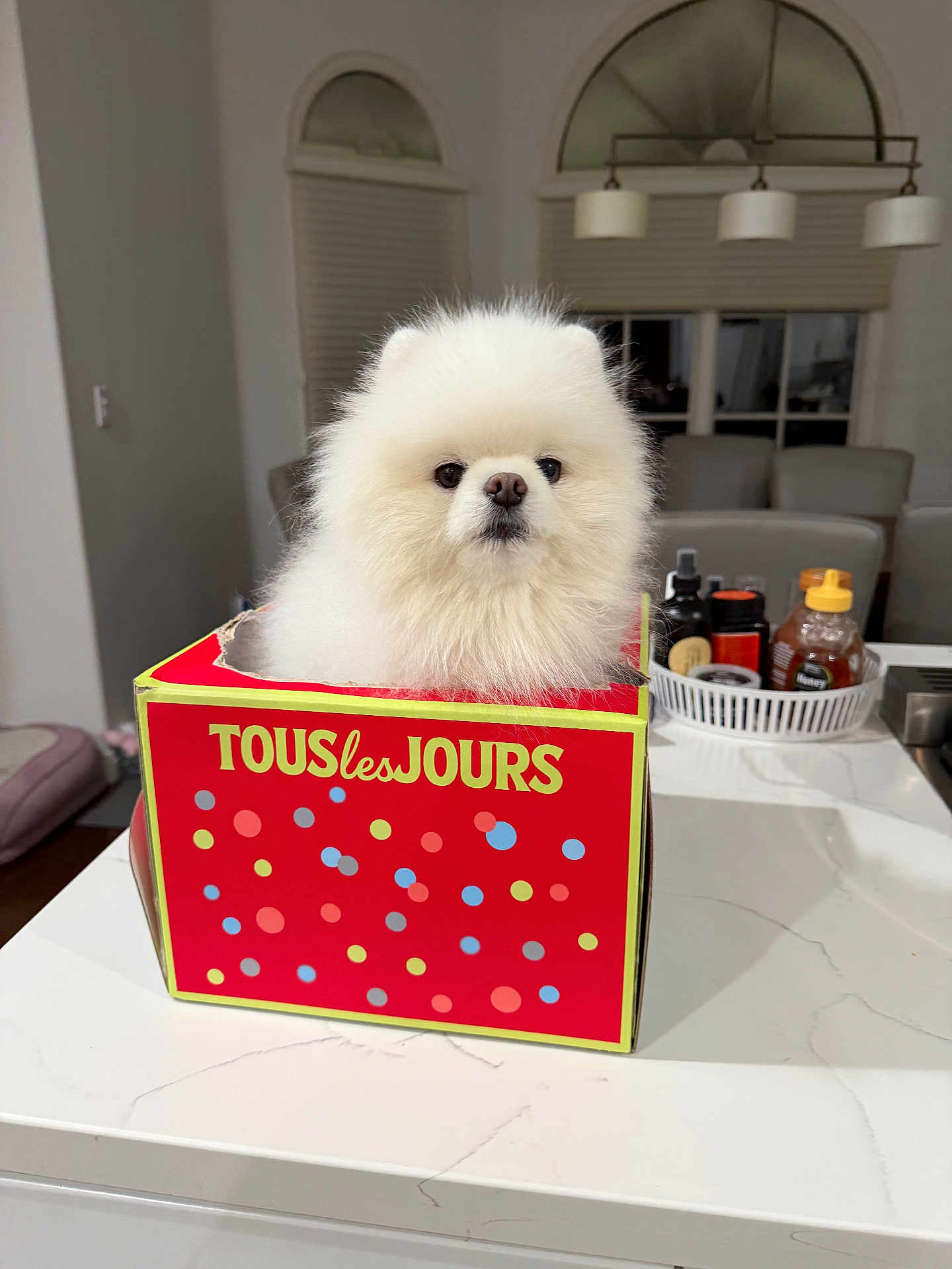Winter joined the competition — help win amazing prizes! dog, pomeranian, fluffy, white, box, red_box, text_on_box, indoor, kitchen, countertop, pet, animal, cute, small_dog, fur, face, looking_at_camera, domestic, household, table