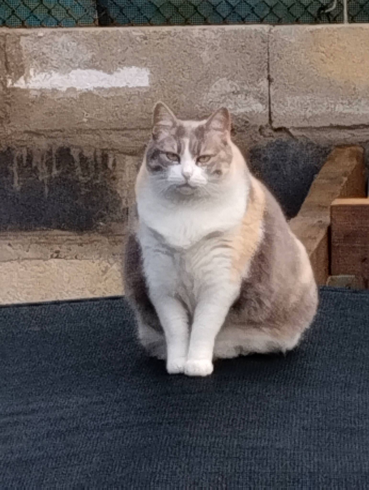 Mimie a rejoint le concours — aidez-le/la à gagner de superbes lots ! asphalt, carnivore, cat, domestic_short_haired_cat, eye, felidae, flooring, fur, grey, paw, plant, road_surface, sitting, small_to_medium_sized_cats, snout, tail, tree, whiskers, window, wood