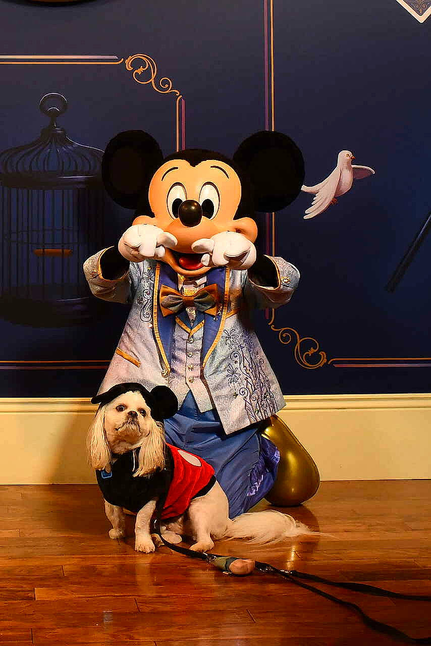 Braxton is registered to the contest to win money with this photo: animated_cartoon, animation, choreography, costume, drama, entertainment, event, flooring, fun, fur, happy, hardwood, hat, mascot, performance, performance_art, performing_arts, public_event, stage, wood