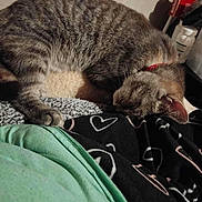 Luna Rose is registered to the contest to win money with this photo: animal, blanket, cat, closeup, collar, cozy, fabric, feline, fur, home, indoor, paw, pet, quiet, relaxation, resting, sleeping, striped, tabby_cat, whiskers