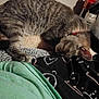 animal, blanket, cat, closeup, collar, cozy, fabric, feline, fur, home, indoor, paw, pet, quiet, relaxation, resting, sleeping, striped, tabby_cat, whiskers