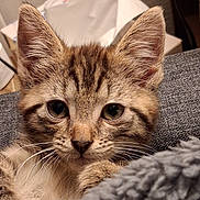 Archimede participe au concours pour gagner de l'argent avec cette photo : kitten, cat, tabby, close_up, ears, whiskers, eyes, furry, pet, cute, cozy, blanket, indoor, animal, young, fur, snuggling, texture, soft, resting