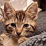 kitten, cat, tabby, close_up, ears, whiskers, eyes, furry, pet, cute, cozy, blanket, indoor, animal, young, fur, snuggling, texture, soft, resting