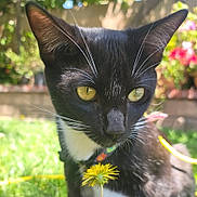 Juno joined the competition — help win amazing prizes! animal, black_and_white, bokeh, cat, close_up, collar, curious, daylight, feline, flower, grass, greenery, nature, outdoor, pet, portrait, sunlight, whiskers, yellow_eyes, young_cat