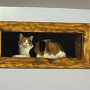 Ginger joined the competition — help win amazing prizes! animal, brown, calico_cat, calm, cat, closeup, cozy, curious, feline, fur, indoor, looking, orange, pet, portrait, quiet, resting, wall, white, wooden_frame
