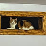 animal, brown, calico_cat, calm, cat, closeup, cozy, curious, feline, fur, indoor, looking, orange, pet, portrait, quiet, resting, wall, white, wooden_frame