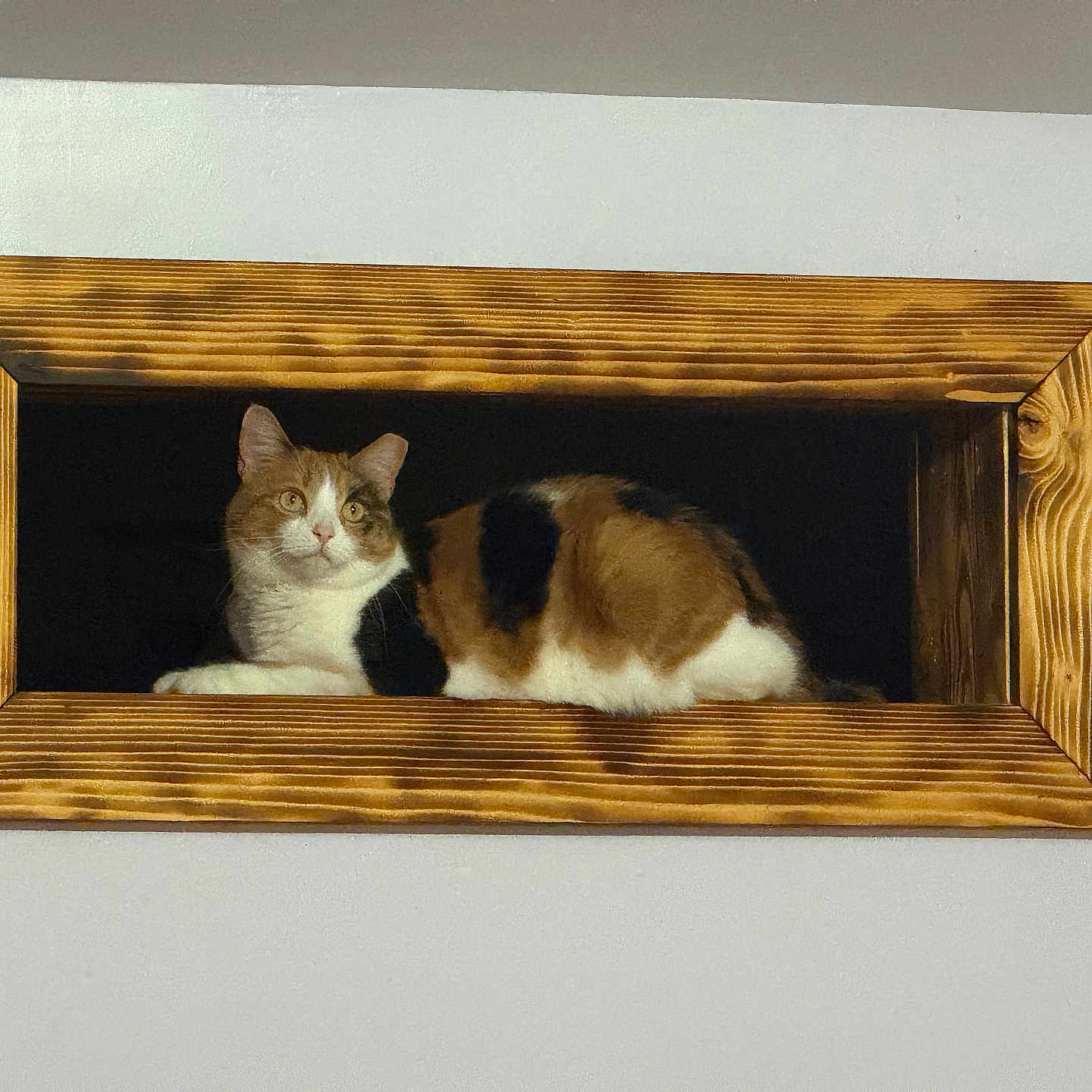 Ginger