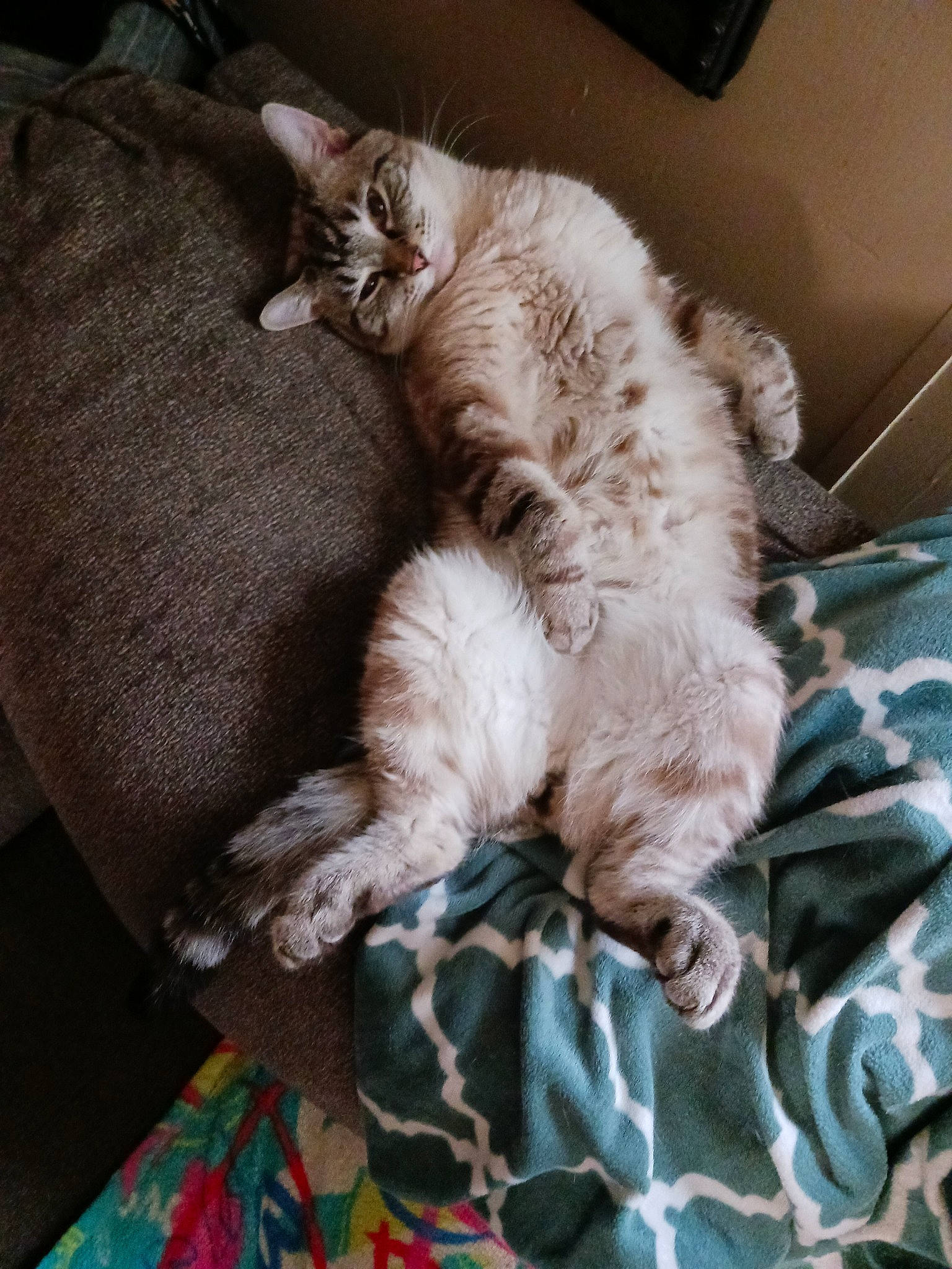 Weet is registered to the contest to win money with this photo: carnivore, cat, claw, comfort, domestic_short_haired_cat, duvet, fawn, felidae, fur, grey, linens, nap, paw, sleep, small_to_medium_sized_cats, tail, vehicle, whiskers