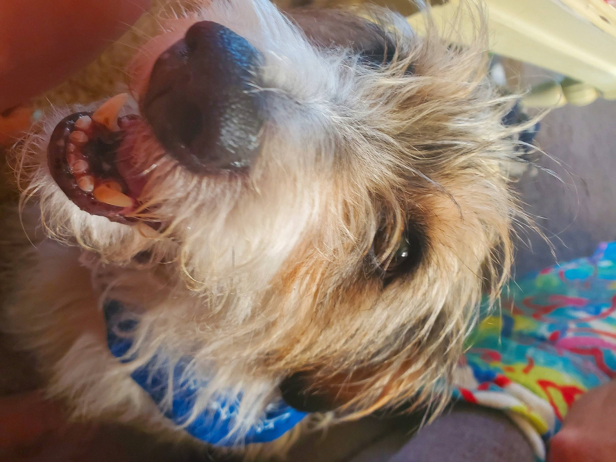 Copper Jr is registered to the contest to win money with this photo: blond, canidae, carnivore, collar, companion_dog, dog, dog_breed, dog_collar, dog_supply, ear, fawn, fur, liver, small_terrier, snout, sporting_group, terrier, toy_dog, whiskers, working_animal