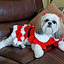 dog, small_dog, shih_tzu, pet, couch, leather_couch, pillow, red_dress, holiday_costume, ribbons, white_fur, groomed, portrait, cute, indoor, relaxed, living_room, fashion, pet_accessory, companion