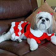 Lucy is registered to the contest to win money with this photo: dog, small_dog, shih_tzu, pet, couch, leather_couch, pillow, red_dress, holiday_costume, ribbons, white_fur, groomed, portrait, cute, indoor, relaxed, living_room, fashion, pet_accessory, companion