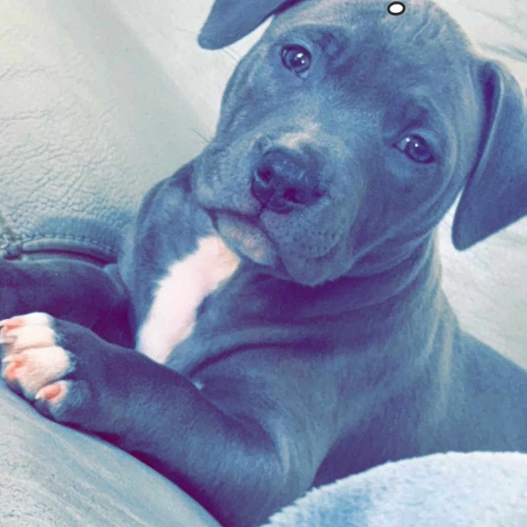 Vaya a rejoint le concours — aidez-le/la à gagner de superbes lots ! animal, canine, close_up, companion, couch, cute, dog, domestic_animal, ears, eyes, fur, indoor, paw, pet, portrait, puppy, relaxed, snout, white_marking, young_dog