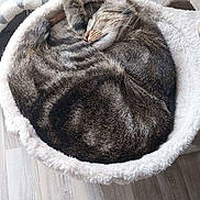 Beeg participe au concours pour gagner de l'argent avec cette photo : animal, cat, cat_bed, cozy, curled_up, cute, feline, fluffy, fur, home, indoor, paw, peaceful, pet, relaxed, resting, sleeping, soft, tabby_cat, wooden_floor