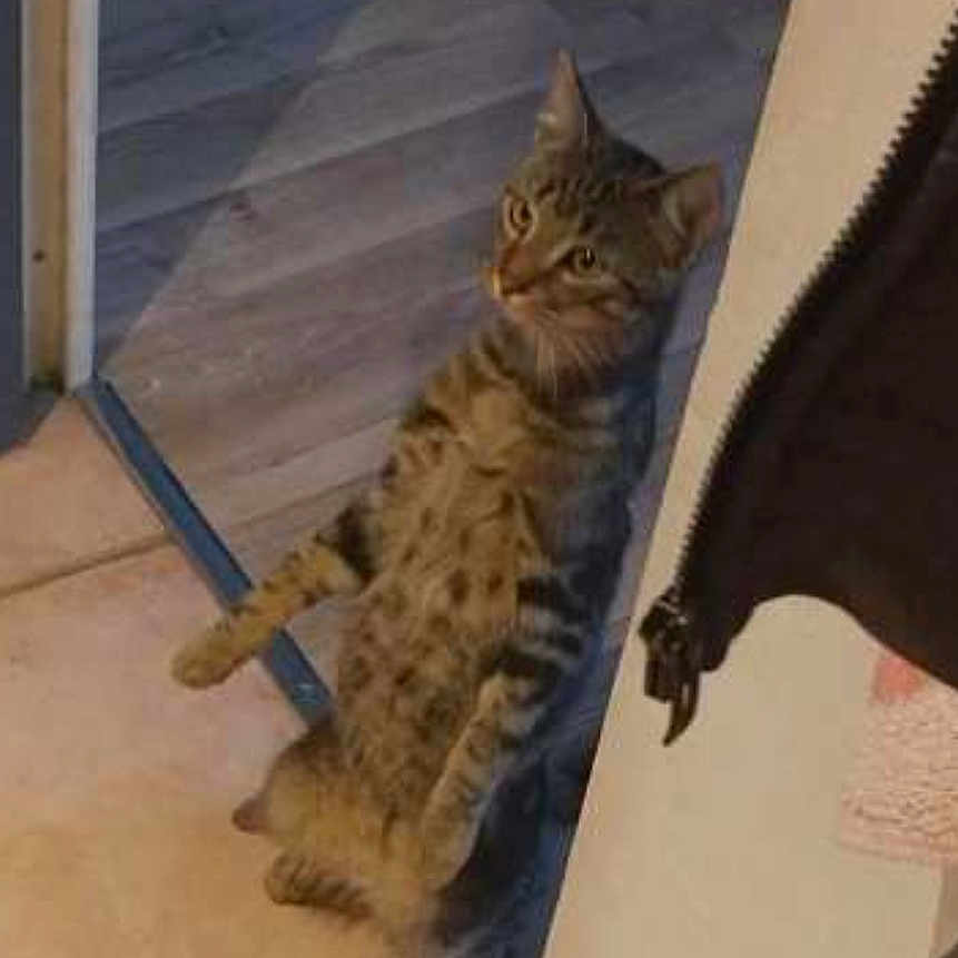 Beeg a rejoint le concours — aidez-le/la à gagner de superbes lots ! animal, cat, container, corner, curious, doorway, ears, eyes, feline, floor, indoor, peeking, pet, plastic, room, shadow, standing, tabby, tile, whiskers