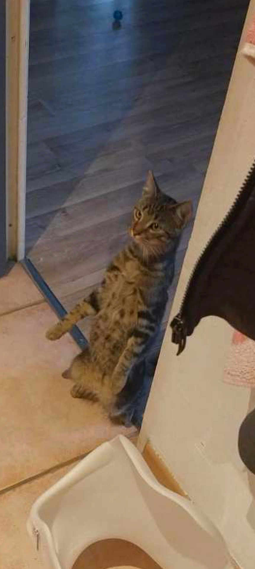 Beeg a rejoint le concours — aidez-le/la à gagner de superbes lots ! animal, cat, container, corner, curious, doorway, ears, eyes, feline, floor, indoor, peeking, pet, plastic, room, shadow, standing, tabby, tile, whiskers