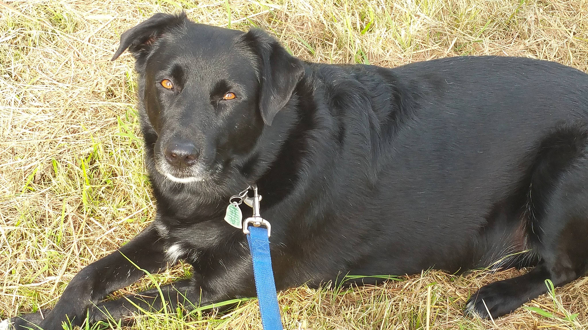 Dizzy is registered to the contest to win money with this photo: borador, canidae, carnivore, collar, companion_dog, dog, dog_breed, dog_collar, grass, gun_dog, labrador_retriever, personal_protective_equipment, pet_supply, plant, retriever, snout, sporting_group, terrestrial_animal, working_animal, working_dog