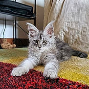 Loki a rejoint le concours — aidez-le/la à gagner de superbes lots ! cat, kitten, fluffy, gray, carpet, indoor, pet, animal, feline, cute, stretching, paws, fur, living_room, home, relaxed, mammal, young, whiskers, ears