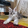 cat, kitten, fluffy, gray, carpet, indoor, pet, animal, feline, cute, stretching, paws, fur, living_room, home, relaxed, mammal, young, whiskers, ears