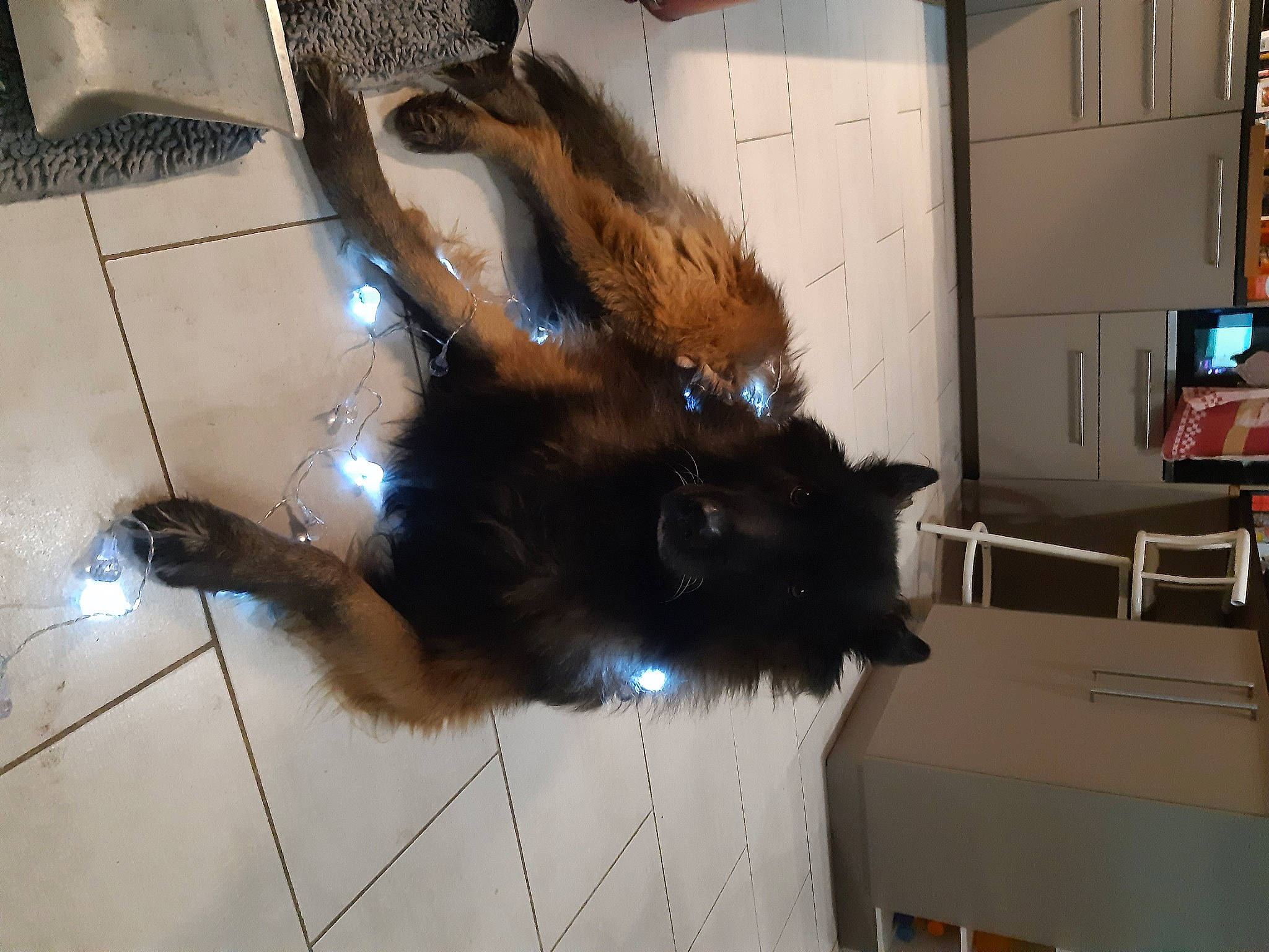 Musti participe au concours pour gagner de l'argent avec cette photo : cabinetry, canidae, carnivore, cat, claw, companion_dog, dog_breed, felidae, flooring, fun, fur, room, small_to_medium_sized_cats, sporting_group, tail, television