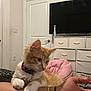 kitten, cat, orange_cat, white_cat, pet, domestic_animal, feline, collar, arm, hand, bracelet, bedroom, door, dresser, television, pink_cushion, indoor, curious, resting, fur