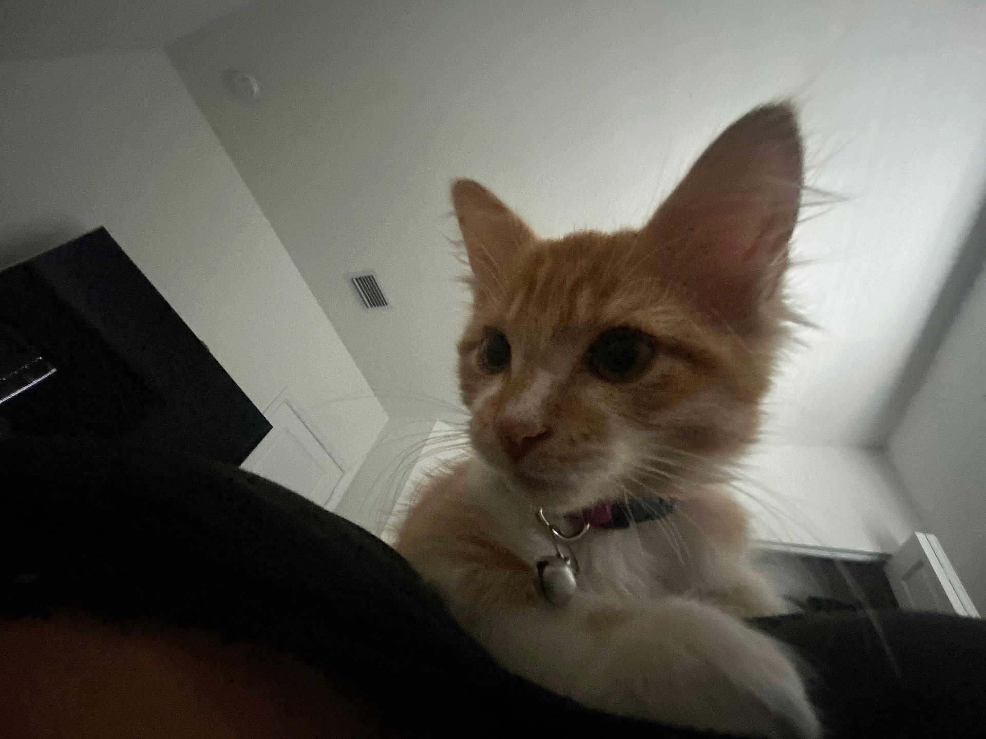 Cheeto joined the competition — help win amazing prizes! kitten, cat, orange_cat, white_fur, indoor, collar, bell, pet, animal, closeup, curious, feline, whiskers, ears, paw, house, ceiling, door, vent, dark