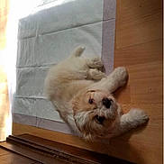 Khloe is registered to the contest to win money with this photo: puppy, dog, pet, animal, floor, wooden_floor, training_pad, indoor, cute, fluffy, young, looking_up, laying_down, small_dog, fur, domestic_animal, canine, companion, home, relaxed