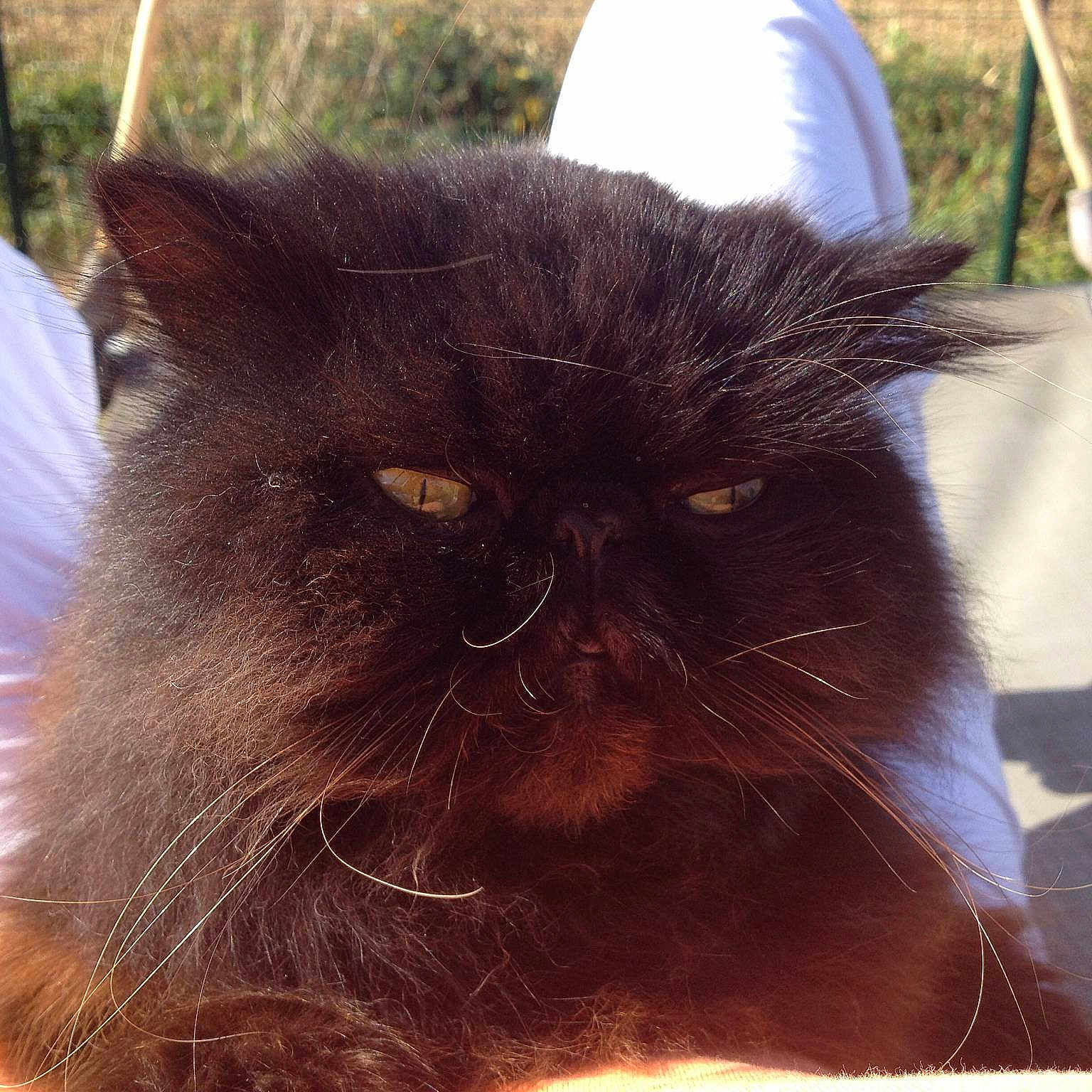 Garfield